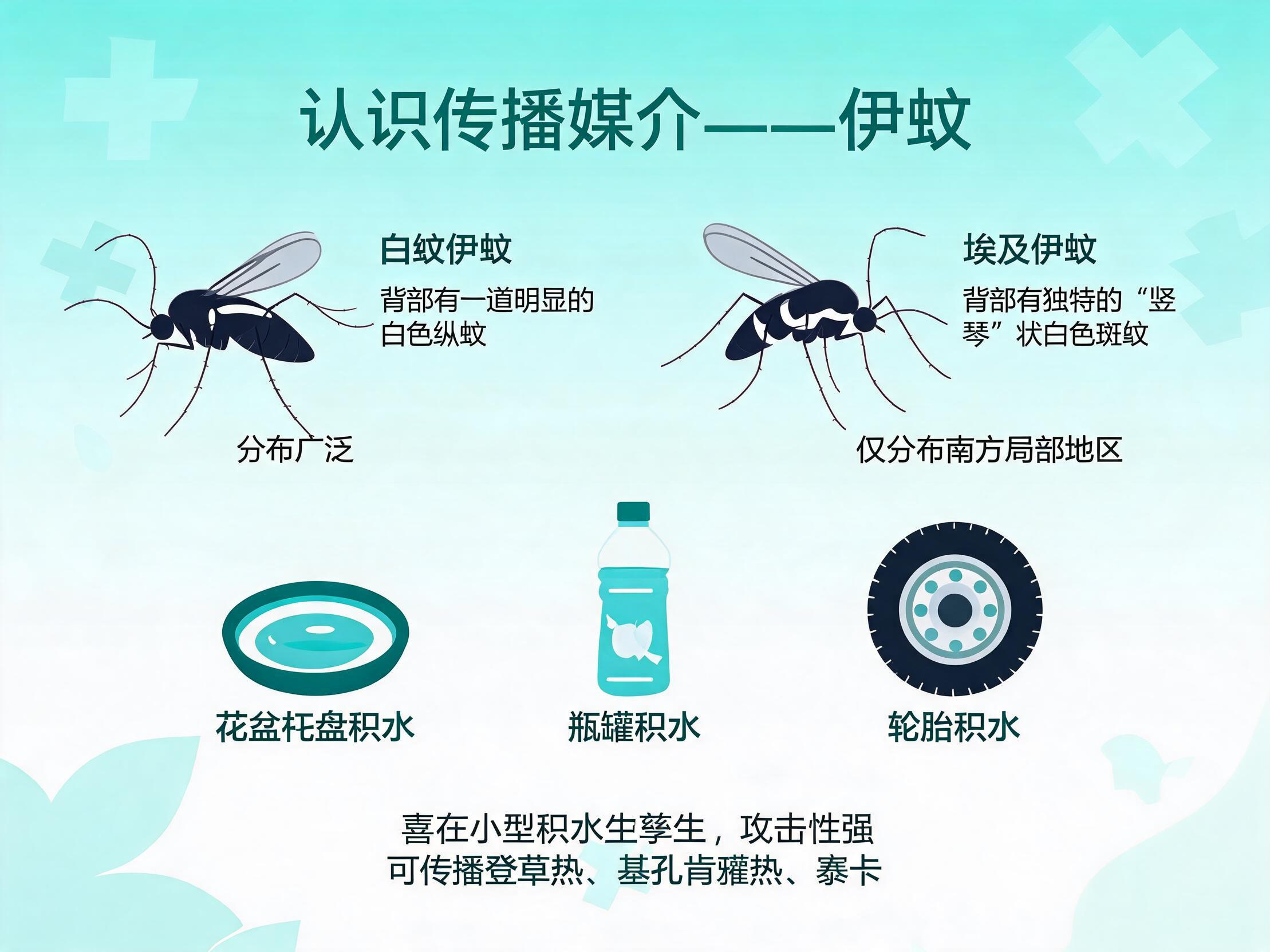 白纹伊蚊与埃及伊蚊形态对比